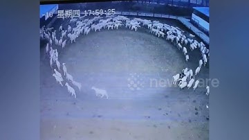 Mystery as flock of sheep move in circle continuously for 12 days
