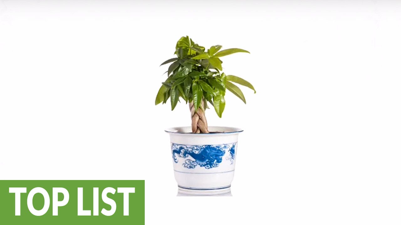 Best indoor plants to own that won't die on you