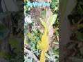 Jackfruit tree 🌴 #viralshort #farming #tochan song
