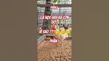 Gà nọc hay ra con dở , vì sao ???🤔🤔🤔