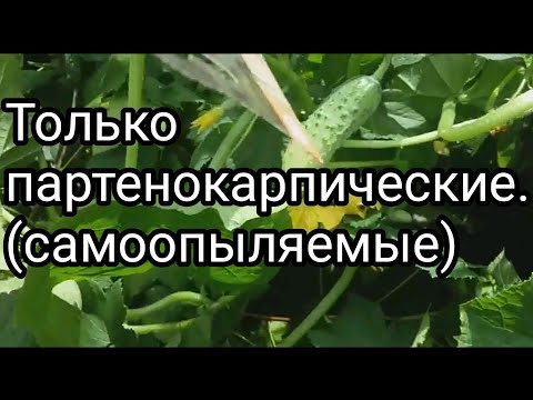 Какие сорта огурцов лучше? Урожайность партенокарпических (самоопыляемых) огурцов и пчелоопыляемых.