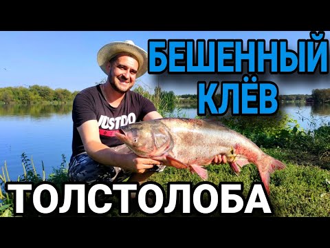 Видео: КАК ПОЙМАТЬ ТОЛСТОЛОБИКА. Открытые секреты рыбалки. Рыбалка 2023