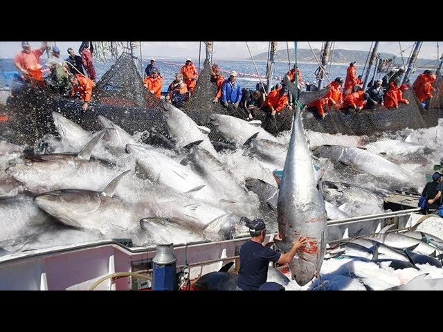 Amazing Big Catch on The Sea - Catching and Processing Hundreds Tons of Fish With Modern Big Boat class=