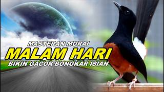🔴 LIVE 59 - Masteran Murai Batu Malam Hari Full Isian Tembakan, Melatih Murai emosi bongkar isian