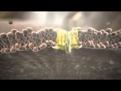 Videó: A Szimvasztatin újraérzékenyíti A Hepatocelluláris Karcinóma Sejteket A Sorafenibre A HIF-1α / PPAR-γ / PKM2-mediált Glikolízis Gátlásával