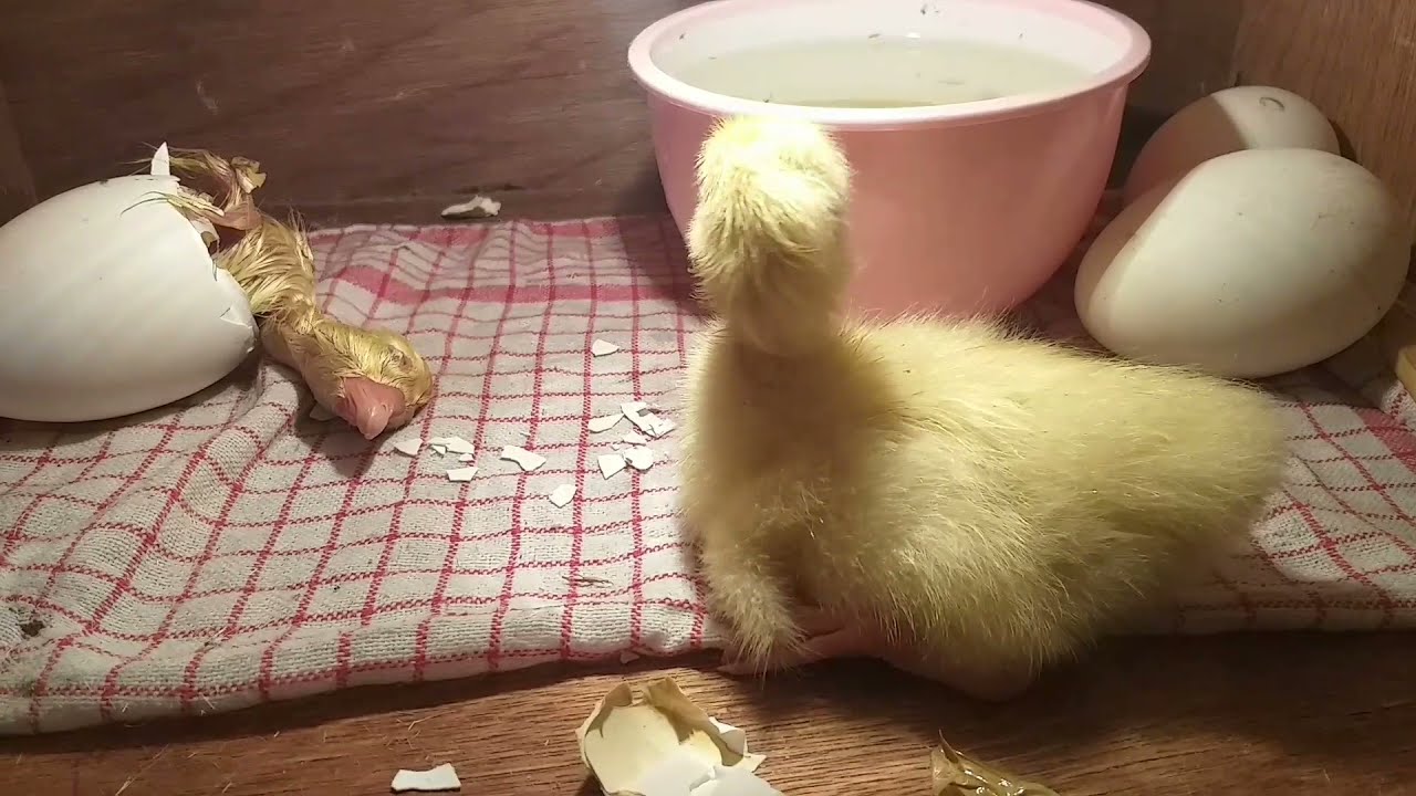 DETIK DETIK TELUR ANGSA MENETAS DARI TELUR NYA