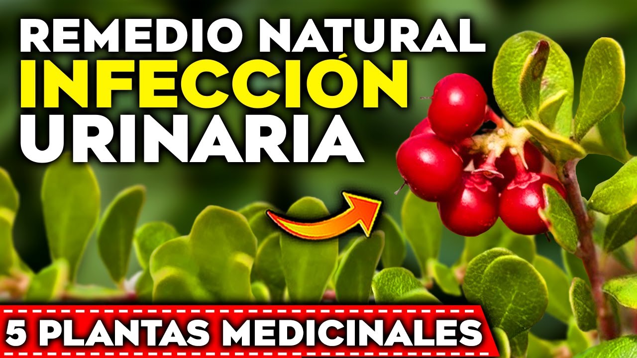SALVA tus RIÑONES!! Las 5 PLANTAS que PREVIENEN la INFECCIÓN URINARIA y ...