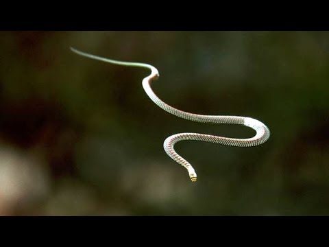 Video: Ok yılanı: türün tanımı ve özellikleri