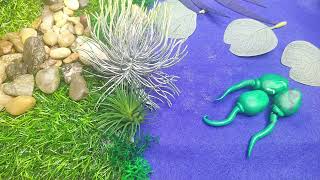 A Stop Motion Filmthe Lifecycle Of A Frog