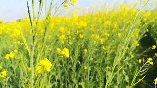 खेत-खलियान वसंत ऋतू,(कनेहरि) भदोही| mustard farm in U.P, Bahdohi.