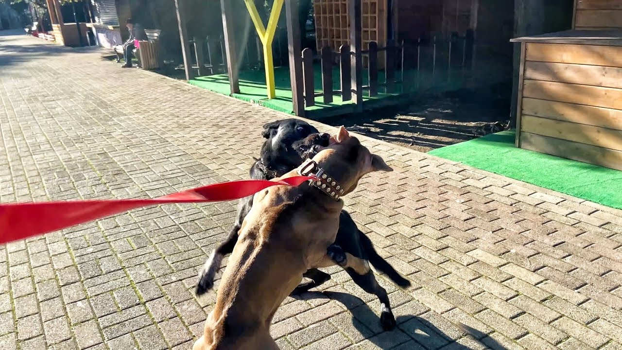На Джину напала большая бродячая собака Подкинули коробку с щенками ...