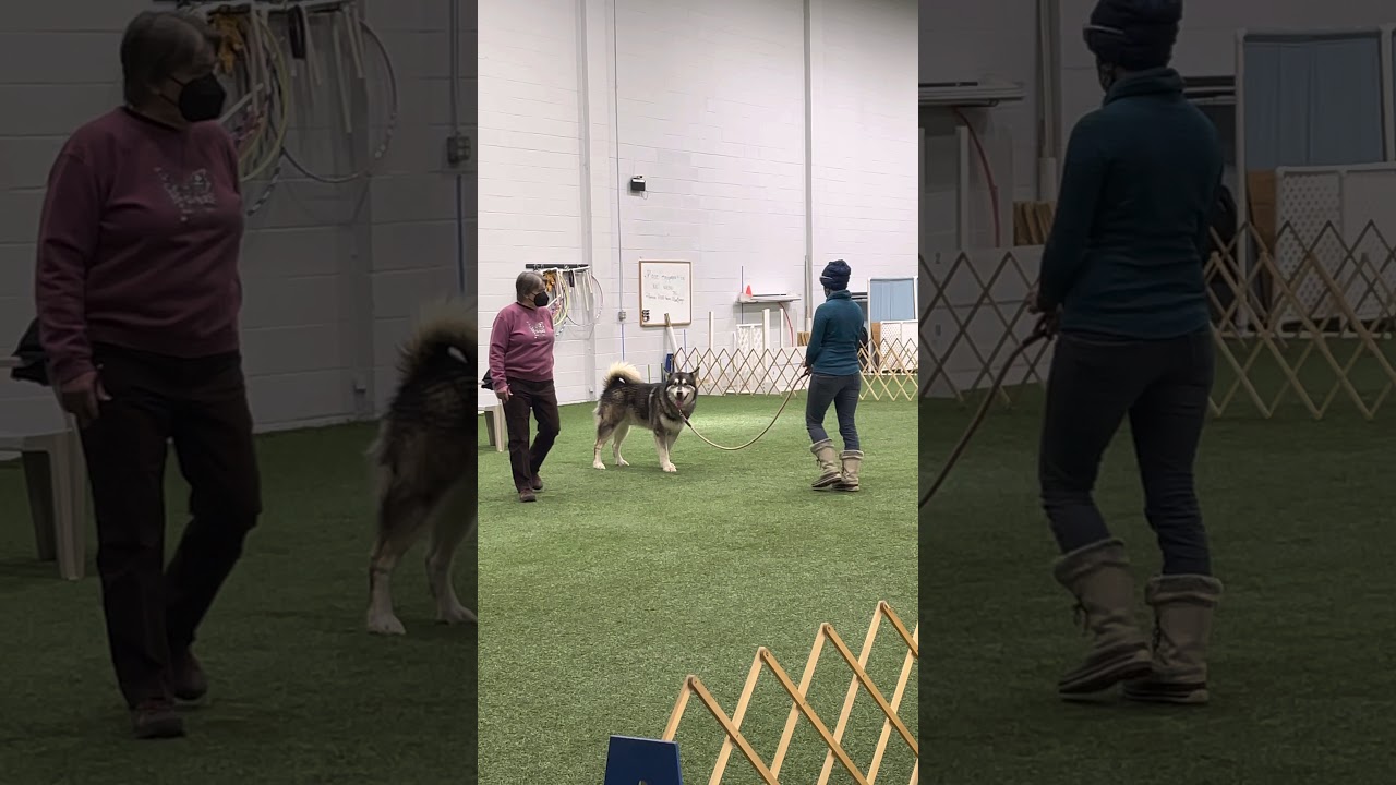 Alaskan Malamute Everest CDSP Obedience Starter Novice trial 2 - NQ