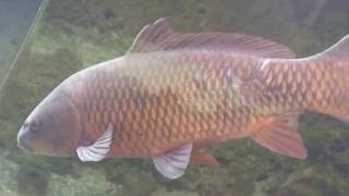 真鯉と緋鯉の違いは お母さんがいない理由は 情報を色々集めてみました