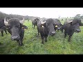 Milking Water Buffalo in West Cork!