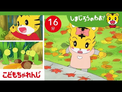 16分アニメ きれいな葉っぱや木の実を探そう 虫さんのおんがえし 紅葉 もみじ イチョウ どんぐり まつぼっくり しまじろうのわお アニメ しまじろうチャンネル公式