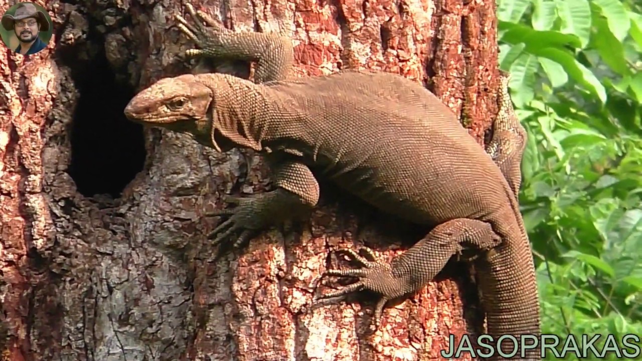 Bengal monitor lizard. YouTube
