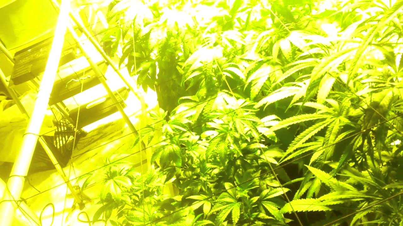 How to make a  cheap grow room--closed system