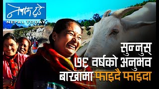 सुन्नुस् ७६ वर्षको अनुभव बाख्रामा फाइदै फाइदा [ The Nepal today ] Agriculture in Nepal