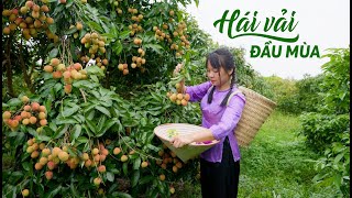 Bac Giang Lychee season has arrived, Mùa vải thiều Bắc Giang đã đến |Cobabacgiang | Cô Ba Bắc Giang