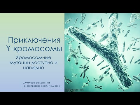 Приключения Y хромосомы: Хромосомные мутации наглядно и доступно