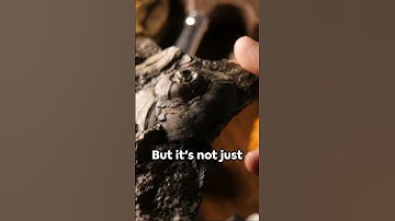 Time Traveling Through Connecticut: Dinosaur Footprints