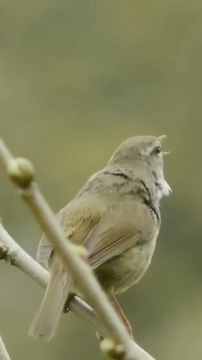 Yellow-bellied bush warbler (Horornis acanthizoides) . . .