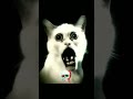 Cat's scary 💀