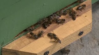 видео: Түркістан облысында бал арасы қырылып жатыр картинка: Түркістан облысында бал арасы қырылып жатыр