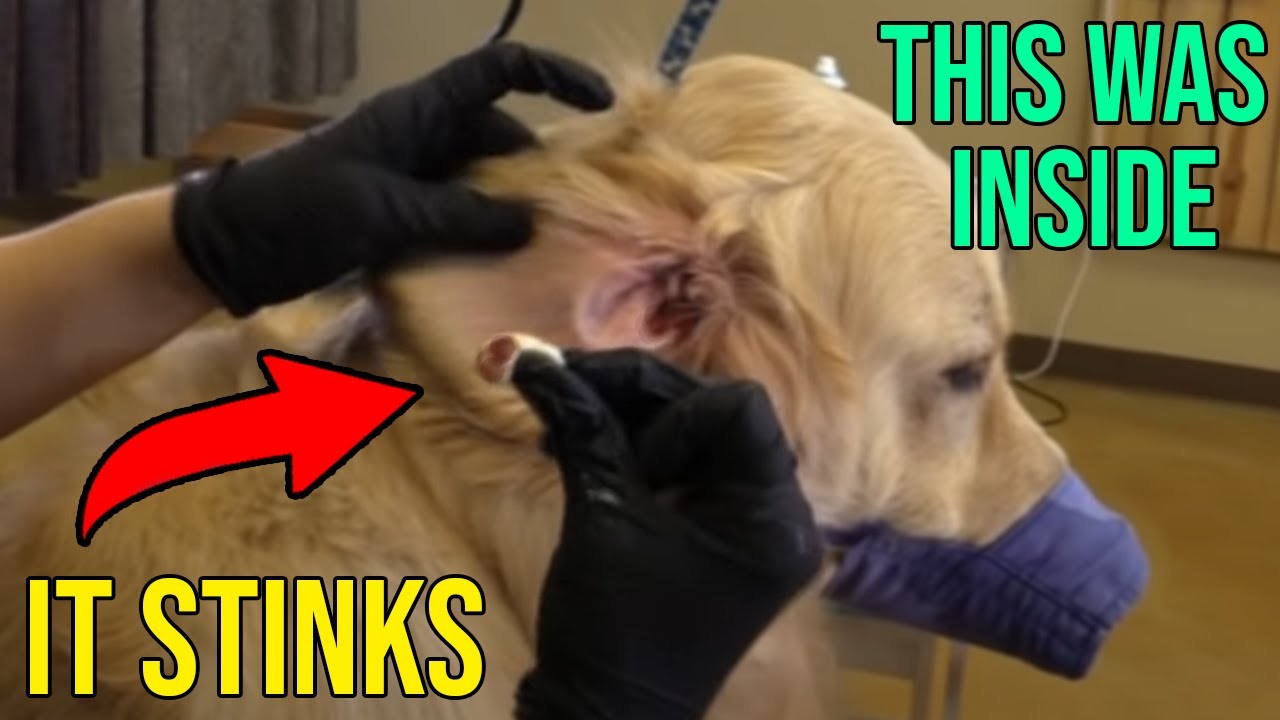 This Was Inside The Dogs Ear Making It Stink // Clean Your Dog Ears ...