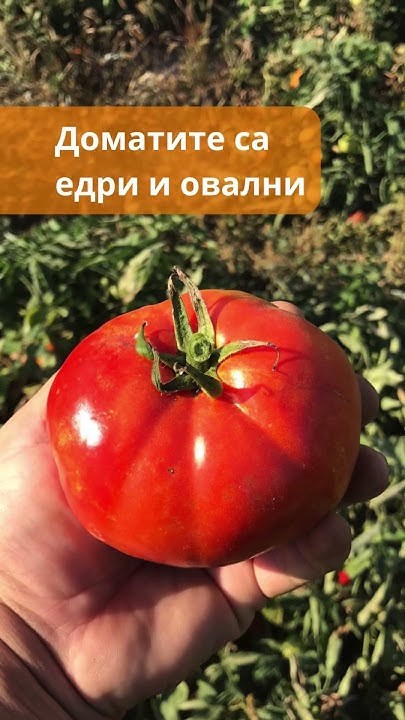 🍅 #домат Бобкат от Момчил Банчев - YouTube