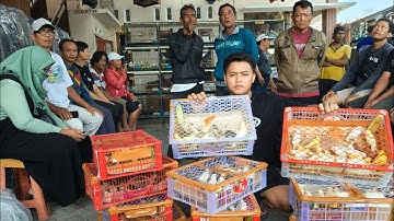 OBRAL MINGGU SEMUA BURUNG DIJUAL MURAH - KENARI - JALAK - CENDET - CIGUN - PODANG - SOGON DLL