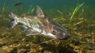 Suara Untuk Umpan Ikan Lele Frekuensi Umpan Terbaik Untuk Semua Jenis Ikan Lele Menarik Ikan Dengan Ponsel