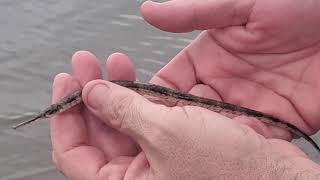 Discover Carolina Program: Secrets of the Saltmarsh - Part 3