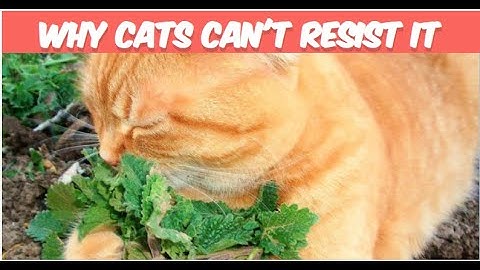 Catnip Craze: Why Cats Can