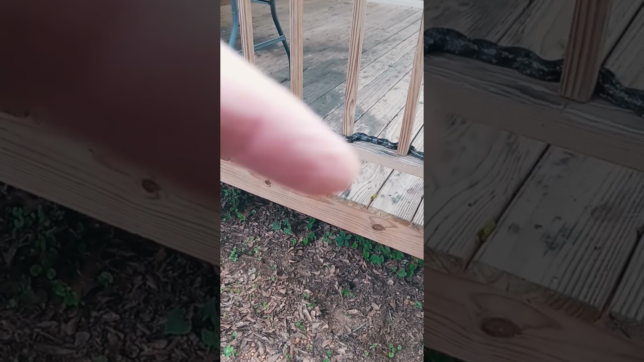 @11UncleBooker22 a harmless rat snake on the south facing porch at the river cabin.