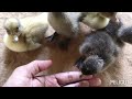 Some moments with baby duck