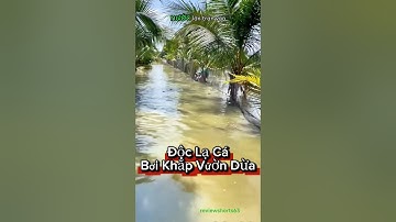 Clip: Cá “đi lạc” vào vườn dừa – chủ ao giăng lưới ngăn thất thoát!