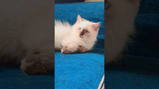 cat's hair fall 🍁#cat #cats #catshorts #catvideos #kitten #kitty #pets #pet #mycat #meowgical