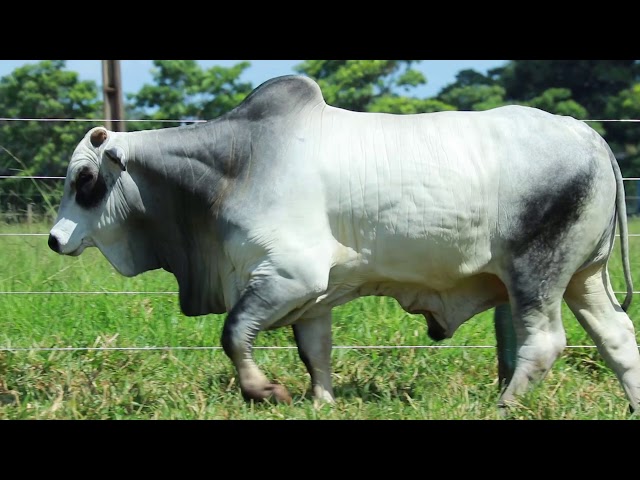 Lote 18  - SINO 1575 - Leilão Touros Sino Agropecuária