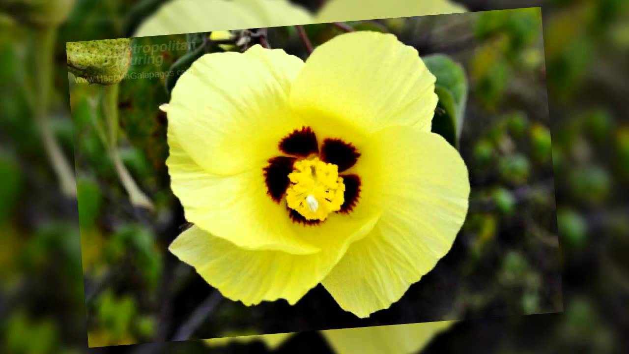 Flor de Algodón 🌼🌼 YouTube Flor de Algodón 🌼🌼 YouTube
