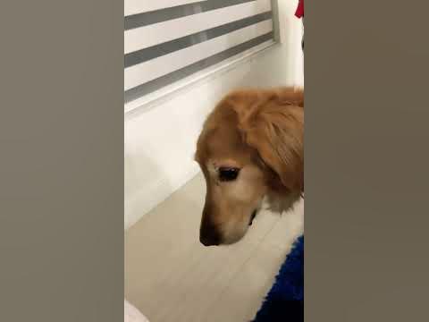 Jiggle jiggle dog - YouTube