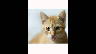 Grid Image Search screenshot 3