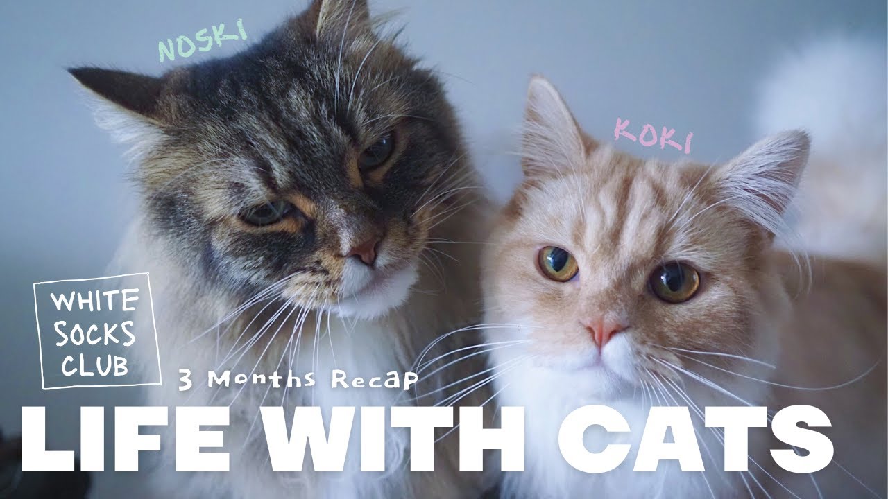 LIFE WITH CATS / 3 months recap vlog