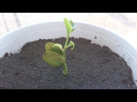 Video: Pershore Plum Tree Care: Naučite se gojenja Pershore Plum Tree na vrtovih