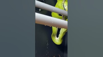 Green tree python eating in hyperlapse!!!