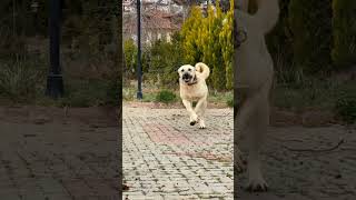Kangal Videoları Tik Tok Kangal