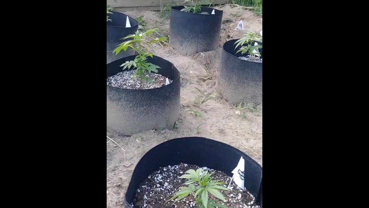 Dragon Lungz: Cannabis Couples Grow: Night Nurse Clones 1 Month S1 Ep7