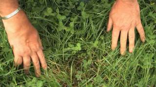 Measuring Grass Growth.wmv