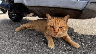 原付の下の小さな影で休む野良猫をナデナデしたら