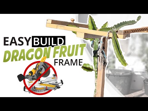 Video: Easy Peasy Dragon Fruit Frame For Your Plant - No-Fuss Pitaya Trellis